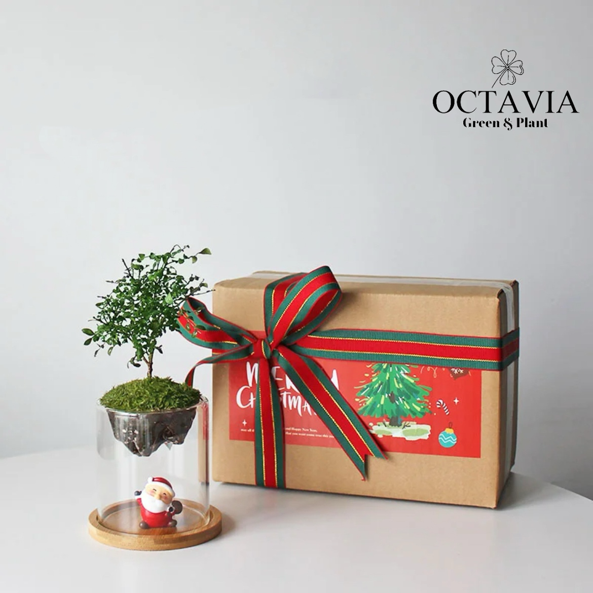 聖誕綠植-「小葉九里香」植苔蘚微景觀