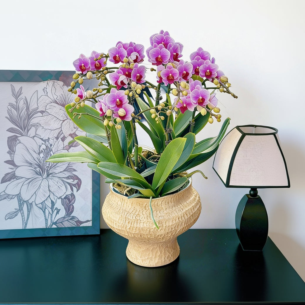 2026 新春賀年蘭花 10枝紫紅色蝴蝶蘭 寶貝 歐式編織紋花器 (10 Stems Purple Orchid Home Decor HK CNY Arrangement)