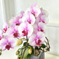賀年蘭花N-日本蝴蝶蘭-櫻花公主(迷你版) OCTAVIA