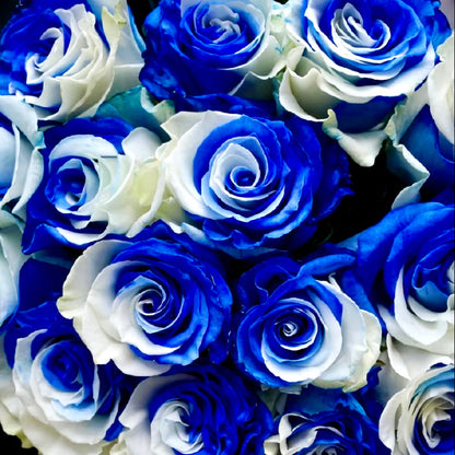 藍白天空｜Blue White OCTAVIA