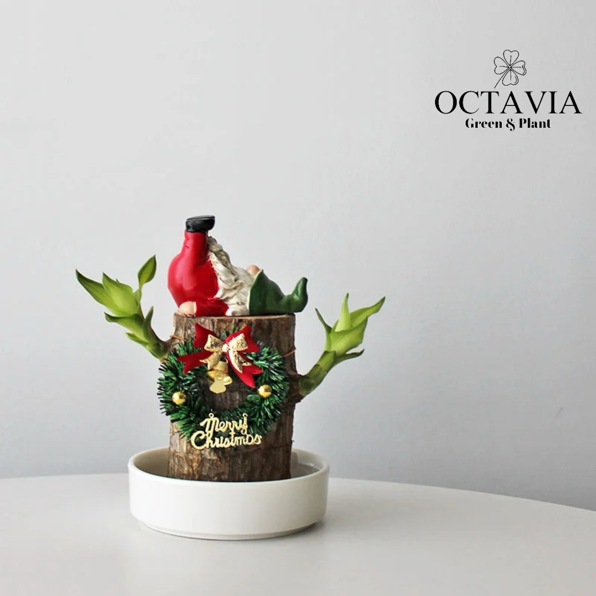 聖誕綠植-巴西木(共8款)