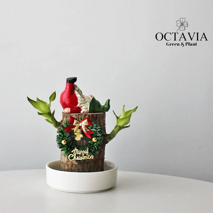 Christmas Green Plants - Dracaena fragrans (8 designs in total)
