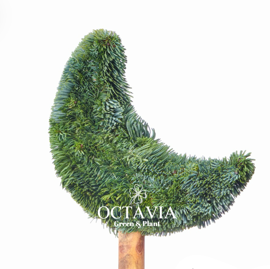 手工聖誕樹-月亮樹(可加購DIY材料包)