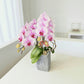 賀年蘭花N-日本蝴蝶蘭-櫻花公主(迷你版) OCTAVIA