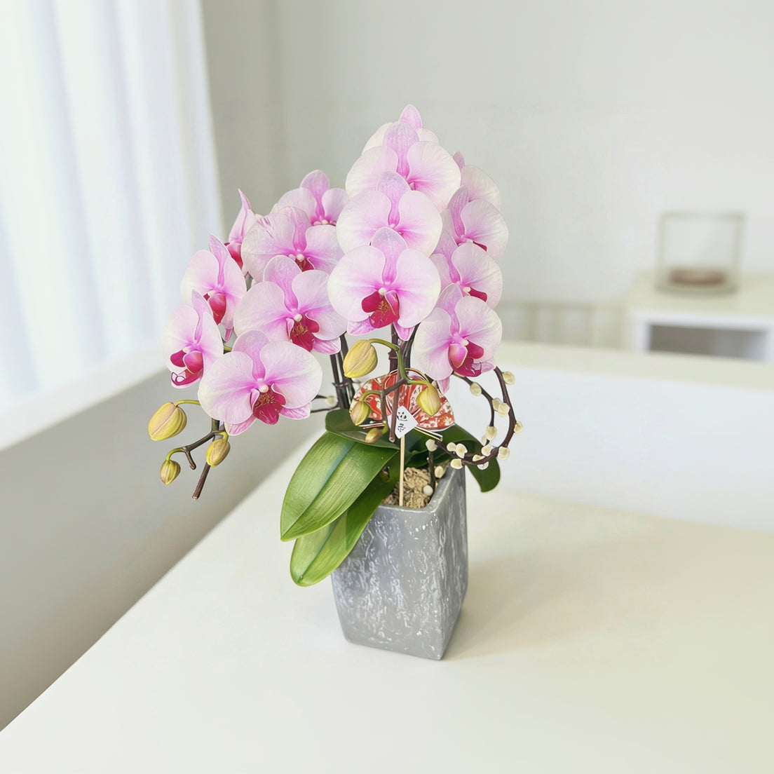 賀年蘭花N-日本蝴蝶蘭-櫻花公主(迷你版) OCTAVIA