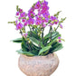 新春賀年蘭花-10枝蝴蝶蘭-紫蝶-簡約北歐花盆