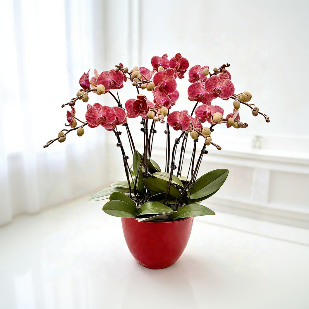 賀年蘭花R- OCTAVIA