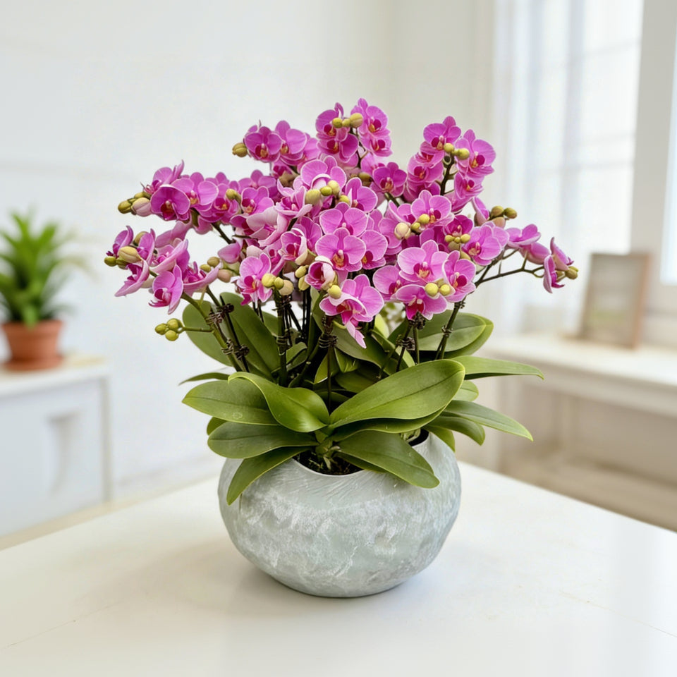 賀年蘭花Q- OCTAVIA