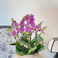 新春賀年蘭花-10枝蝴蝶蘭-紫蝶-簡約北歐花盆