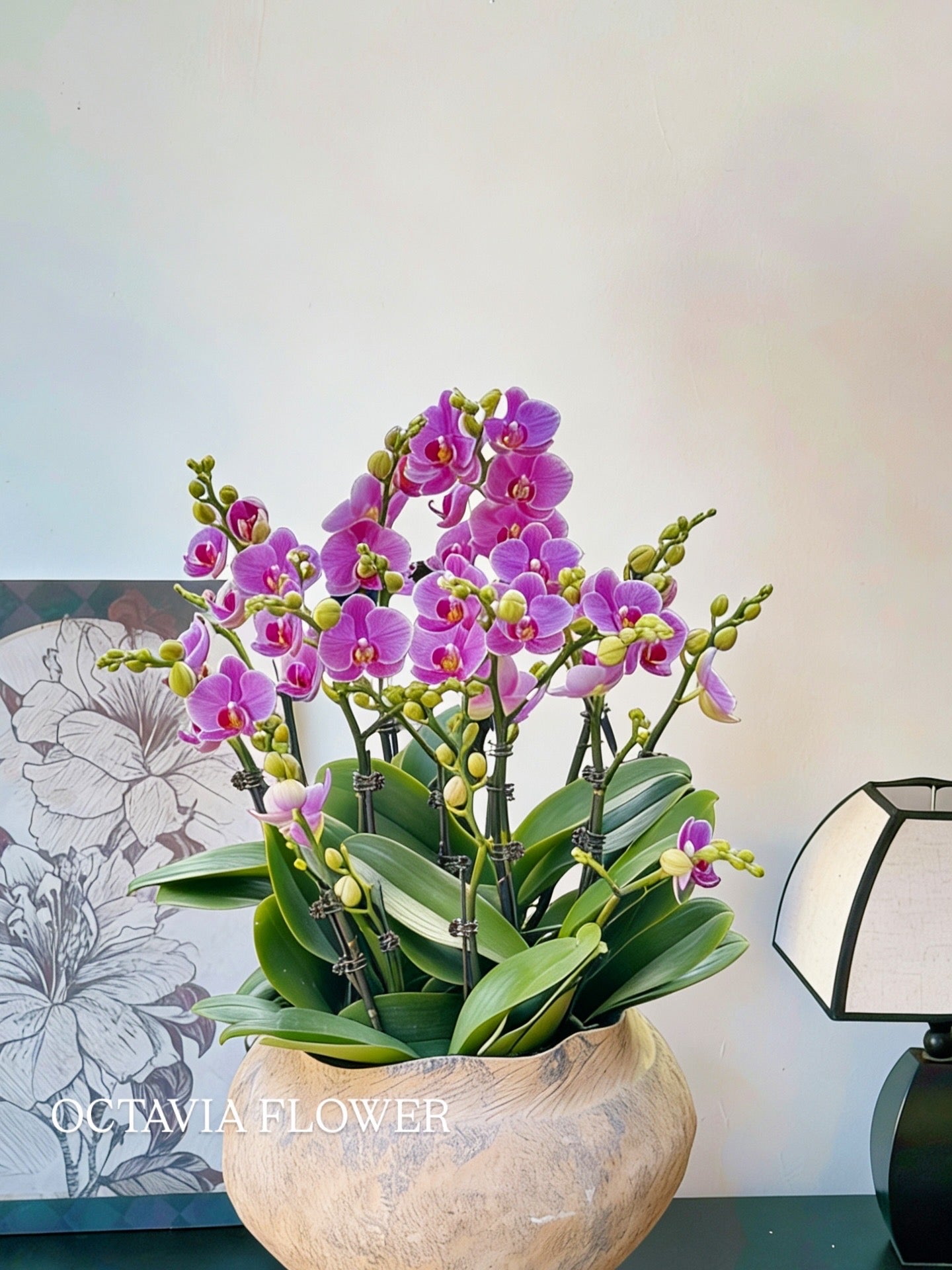 新春賀年蘭花-10枝蝴蝶蘭-紫蝶-簡約北歐花盆