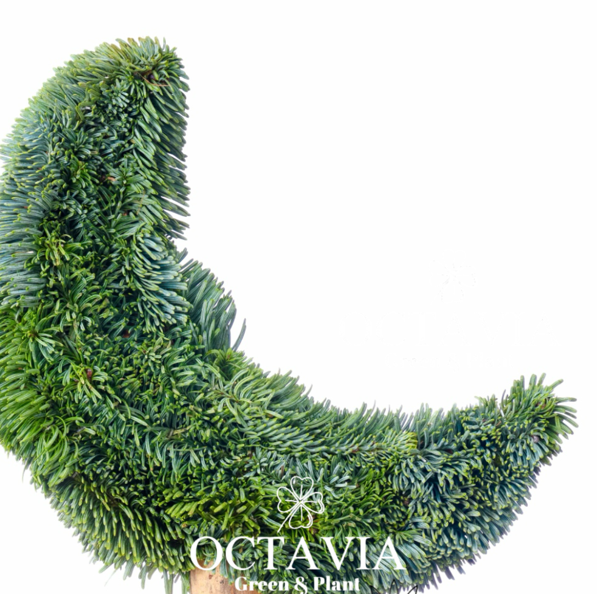 手工聖誕樹-月亮樹(可加購DIY材料包)