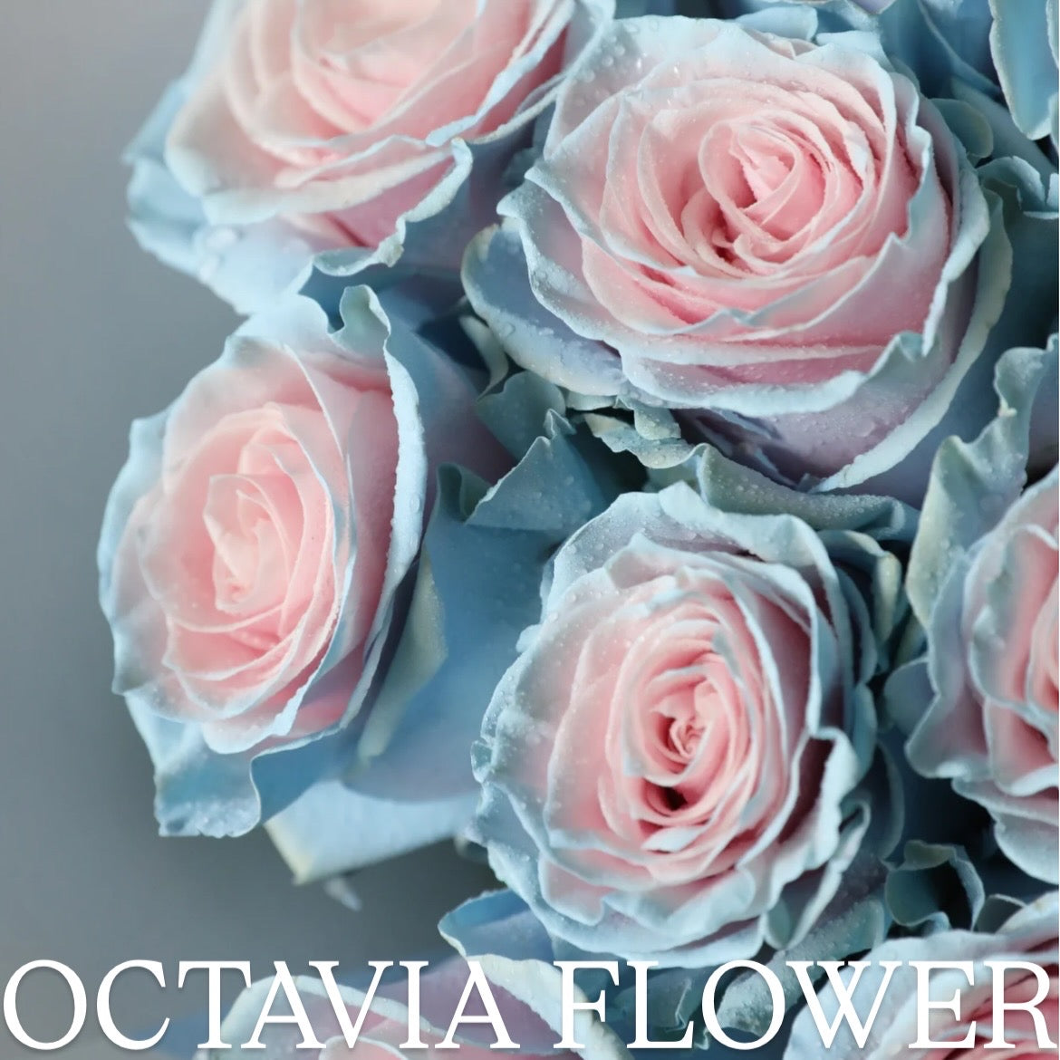 弓 OCTAVIA