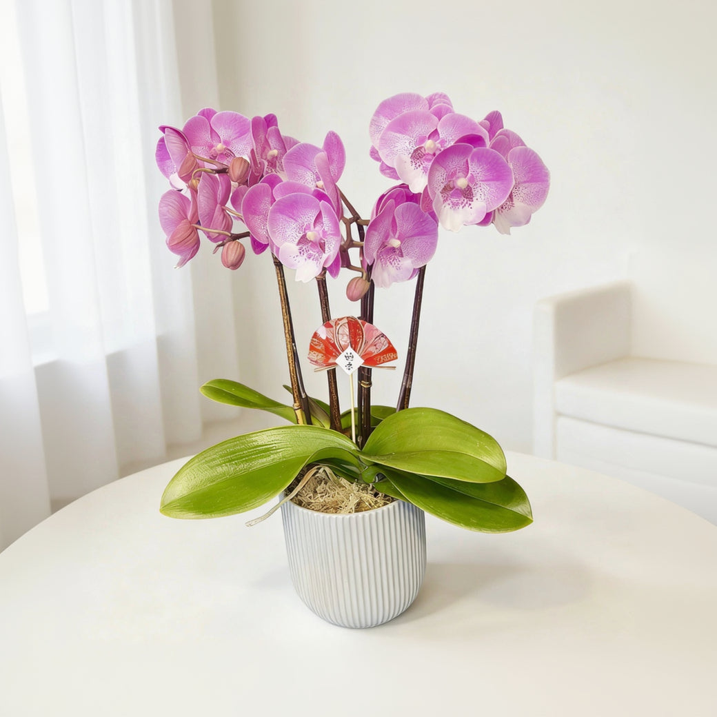 賀年蘭花N-臺灣粉寶寶蝴蝶蘭-櫻花公主(迷你版) OCTAVIA