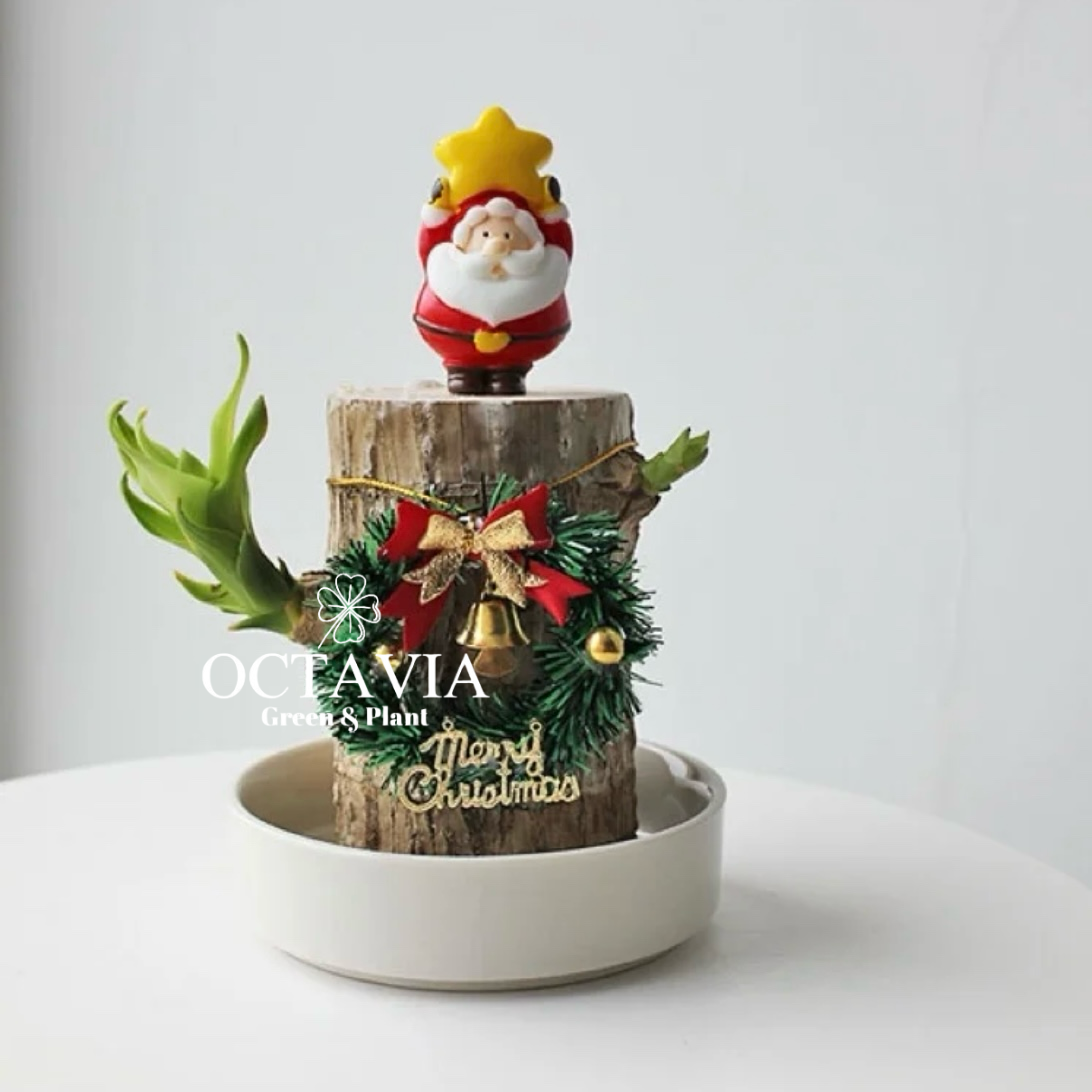 聖誕綠植-巴西木(共8款)