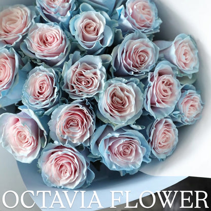弓 OCTAVIA