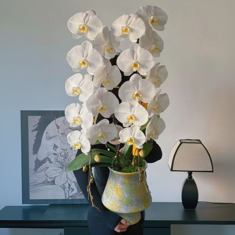 2026 新春賀年蘭花 日本龍蘭 白色 單菖雙枝瀑布型花禮 (CNY Premium Japanese White Dragon Orchid Double Branch Waterfall Arrangement HK)