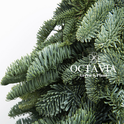 Handmade 3D Fresh Christmas Tree (DIY material kit available for purchase)