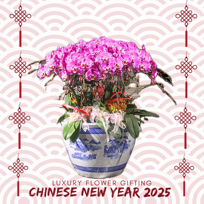 新年蘭花F10 OCTAVIA
