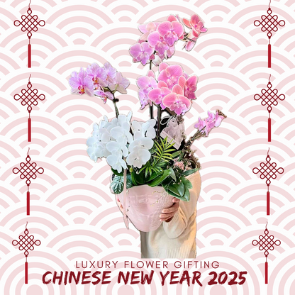 新年蘭花D09 OCTAVIA