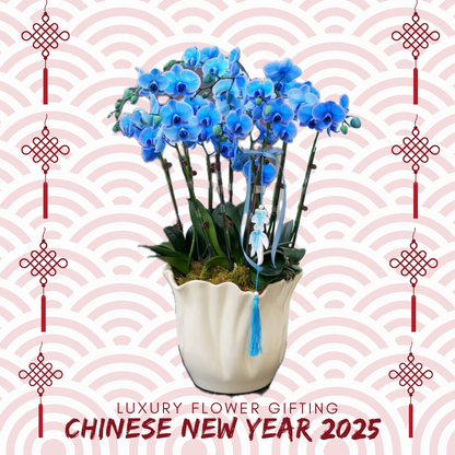 新年蘭花M11 OCTAVIA