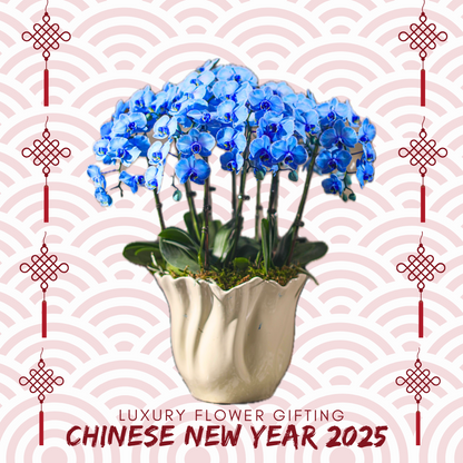 新年蘭花M01 OCTAVIA