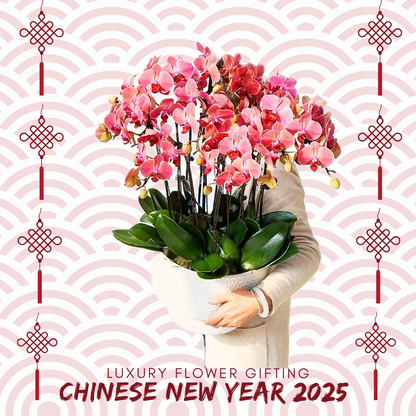 新年蘭花J20 OCTAVIA