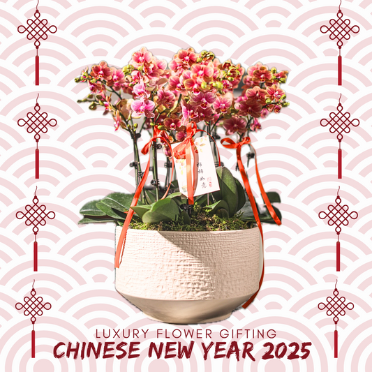 新年蘭花J17