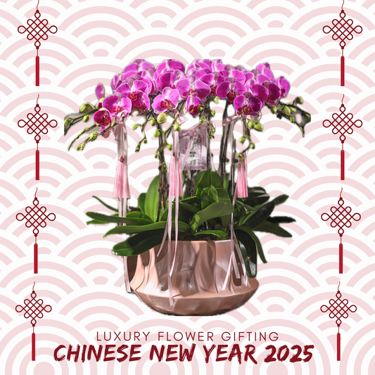 新年蘭花H09
