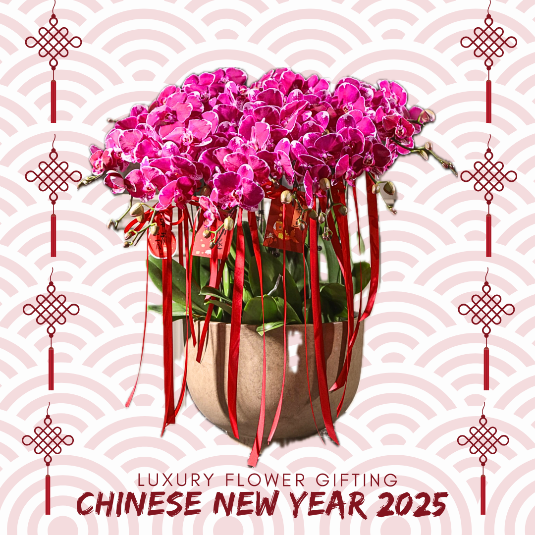 新年蘭花H05