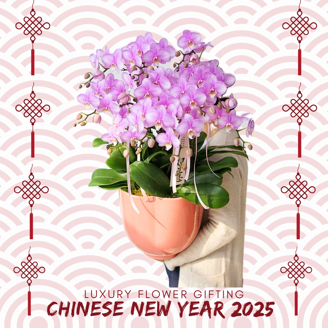 新年蘭花05