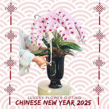 新年蘭花X30 OCTAVIA