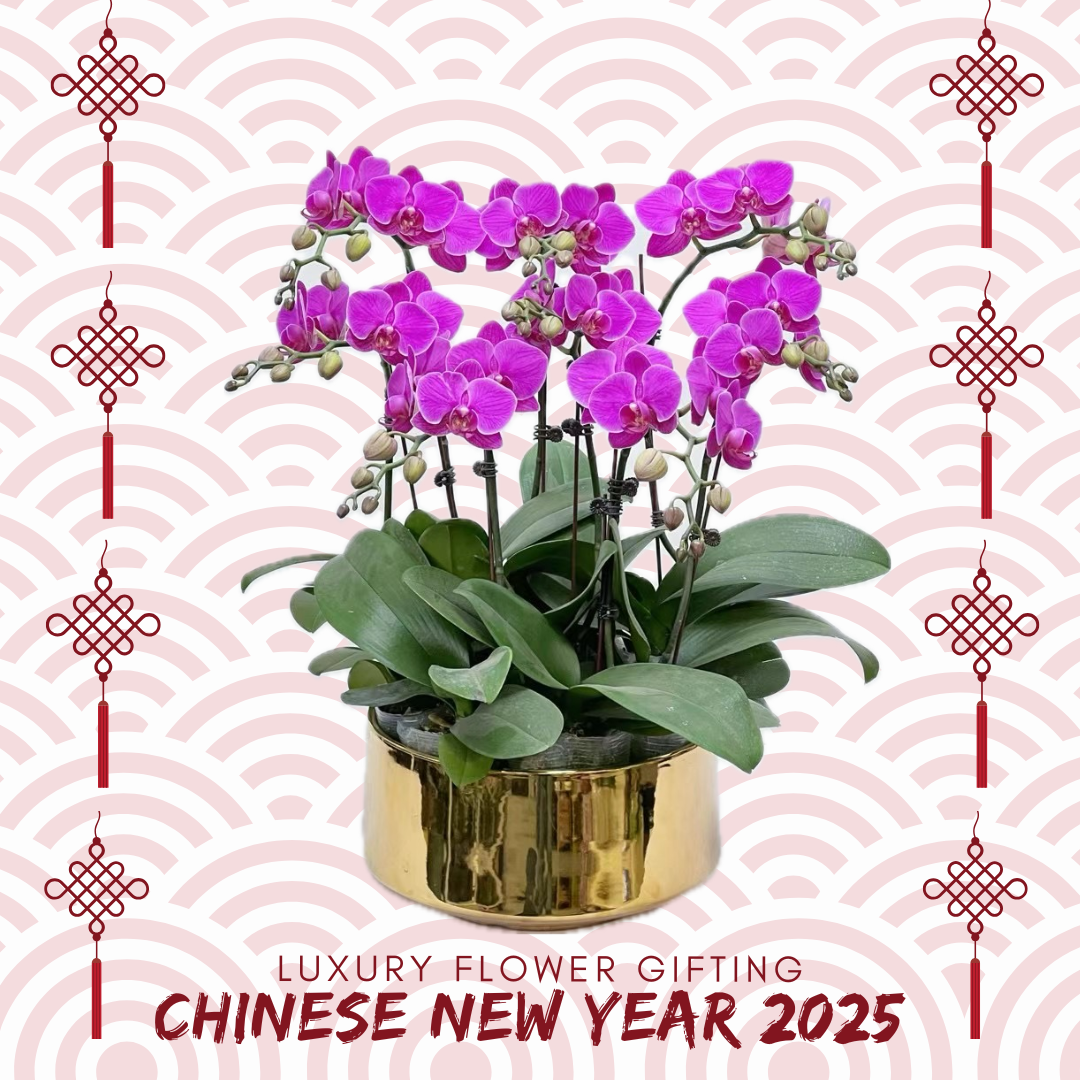 新年蘭花02