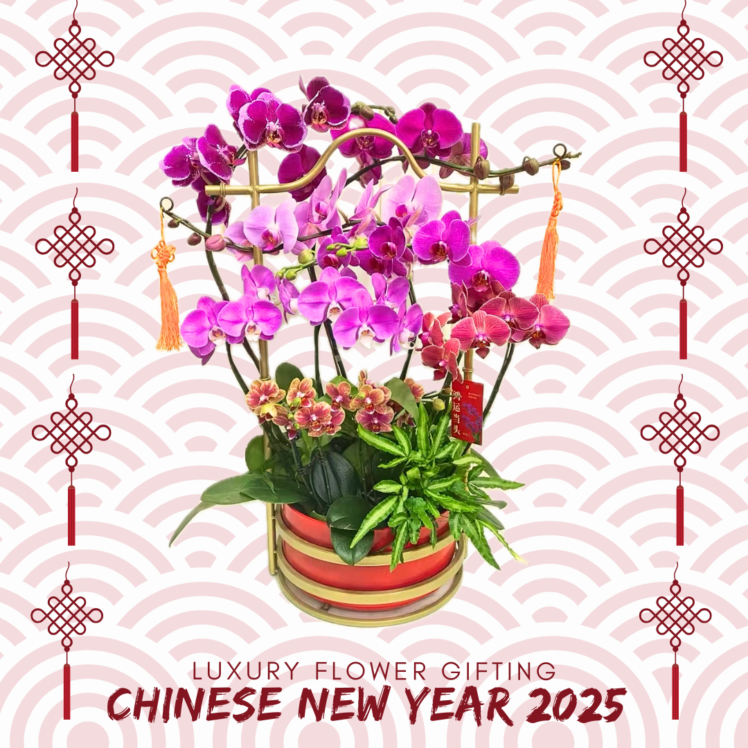 新年蘭花 01