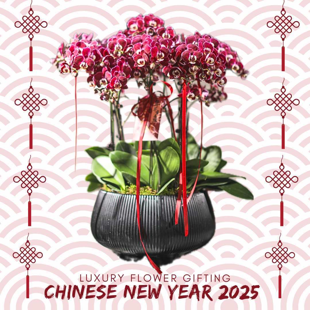 新年蘭花27