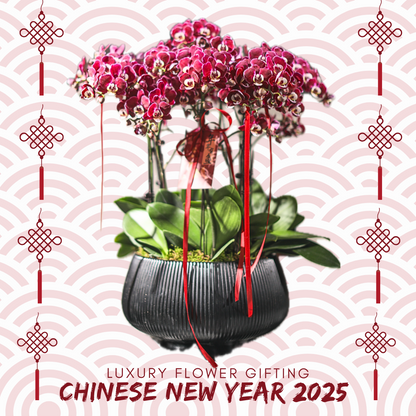 新年蘭花27 OCTAVIA