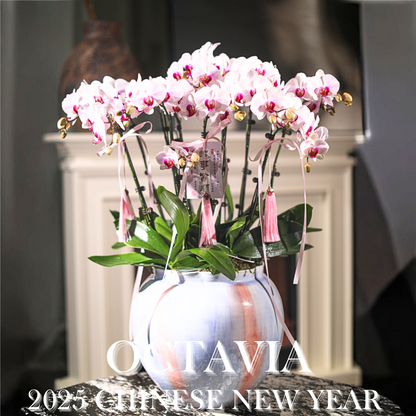 新年蘭花32 OCTAVIA