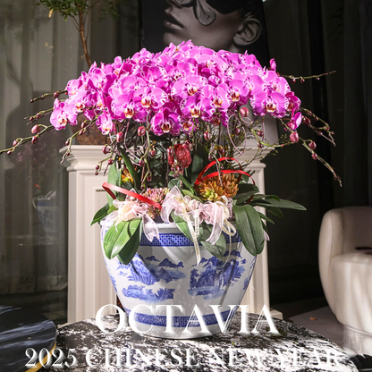 新年蘭花F10 OCTAVIA