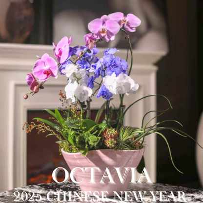 新年蘭花D06 OCTAVIA