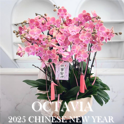 新年蘭花F19 OCTAVIA
