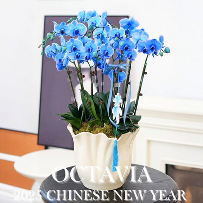 新年蘭花M11 OCTAVIA