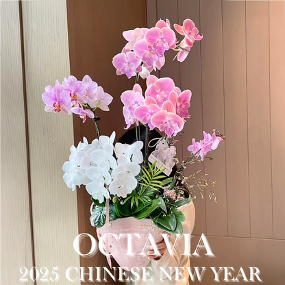 新年蘭花D09 OCTAVIA