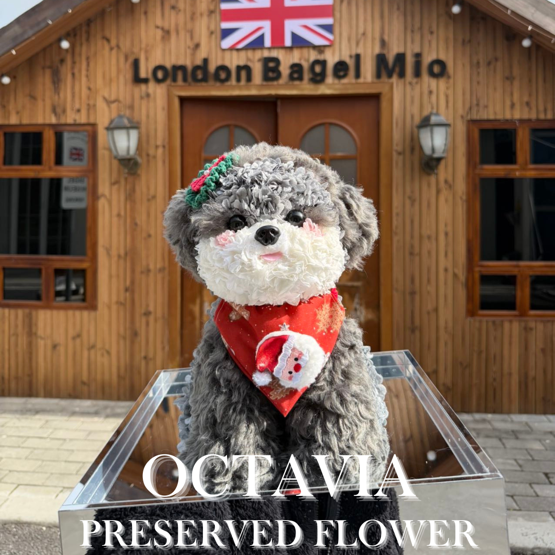 [永生花]-聖誕灰色小狗