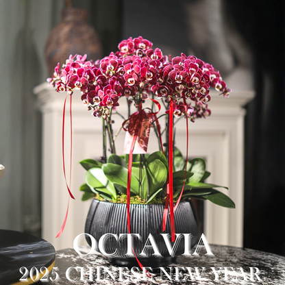新年蘭花27 OCTAVIA