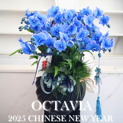 新年蝴蝶蘭M17 OCTAVIA