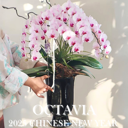 新年蘭花X30 OCTAVIA