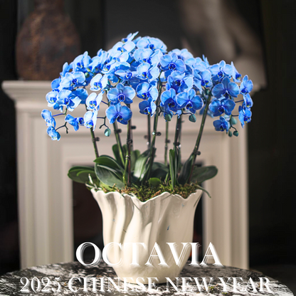新年蘭花M01 OCTAVIA