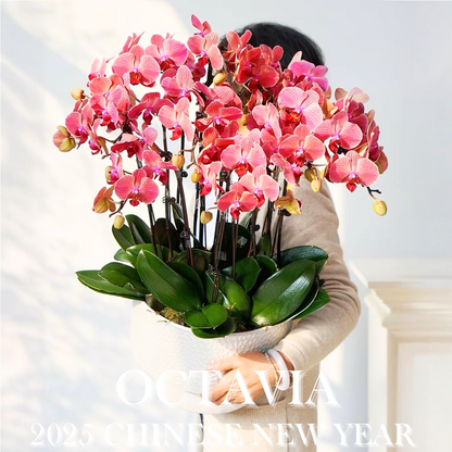 新年蘭花J20 OCTAVIA