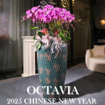 新年蘭花F32 OCTAVIA
