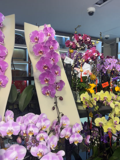 新春賀年蘭花：日本龍蘭-藏寶圖（瀑布型花序）