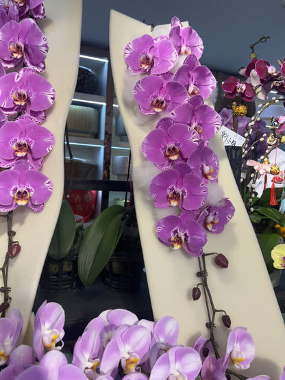 新春賀年蘭花：日本龍蘭-藏寶圖（瀑布型花序）